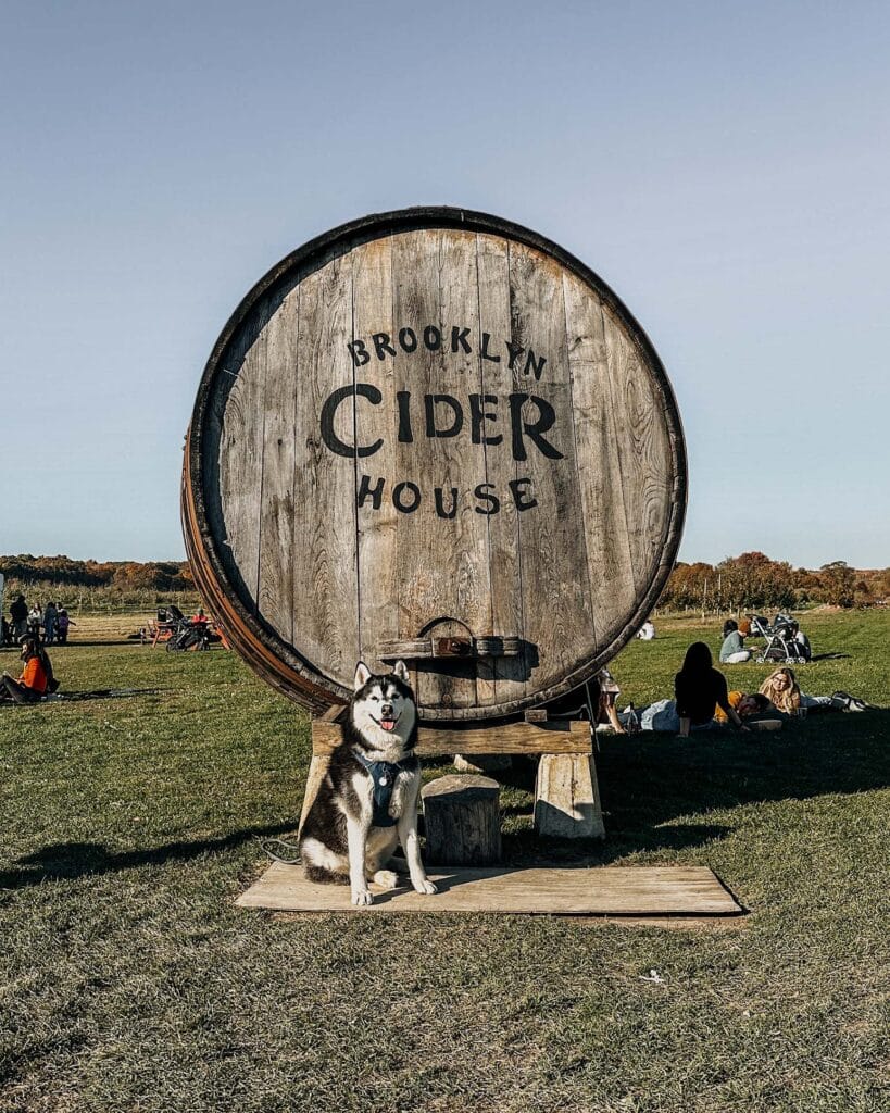 Brooklyn Cider House | Twin in Star Orchard | DOg-Friendly Apple Picking Near NYC