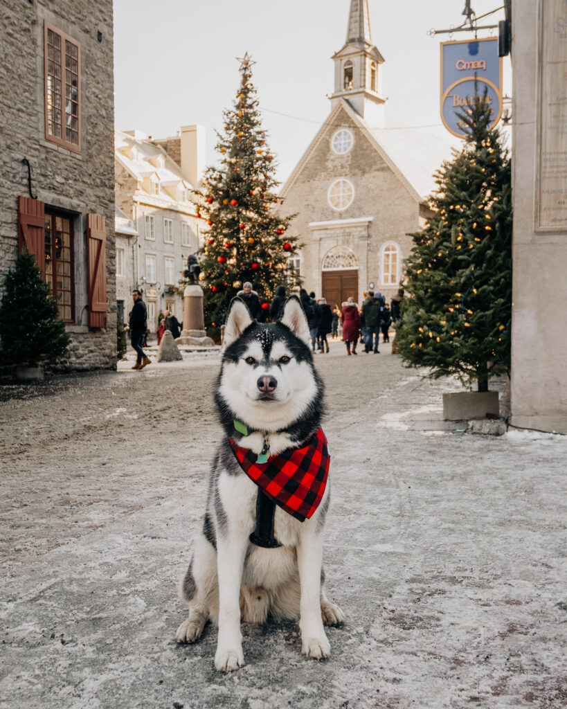 Dog-Friendly Christmas in Quebec