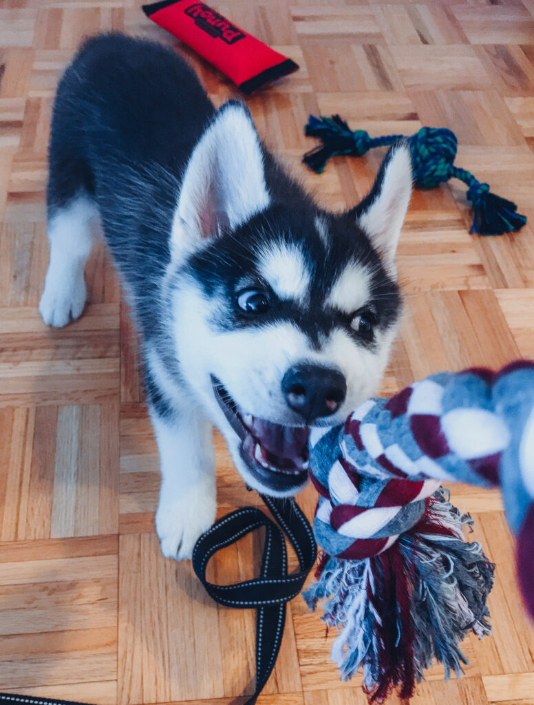 Puppy teething