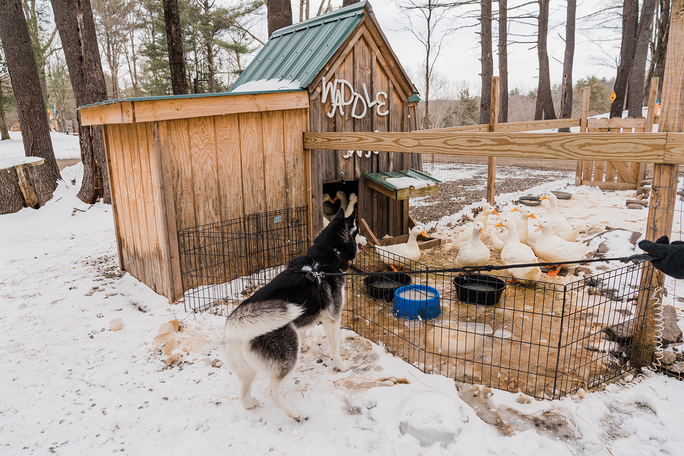 Farm animals at Think Big! A Tiny House Resort