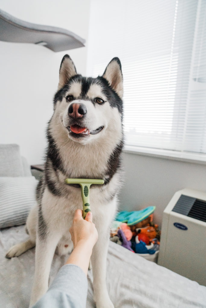 Grooming a Siberian Husky