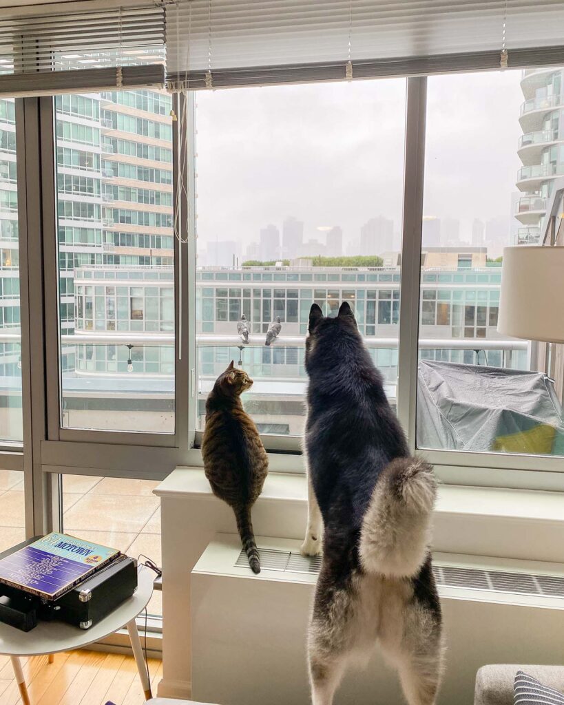 Siberian Husky and Cat look out window together