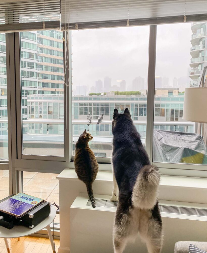 Siberian Husky and Cat look out window together