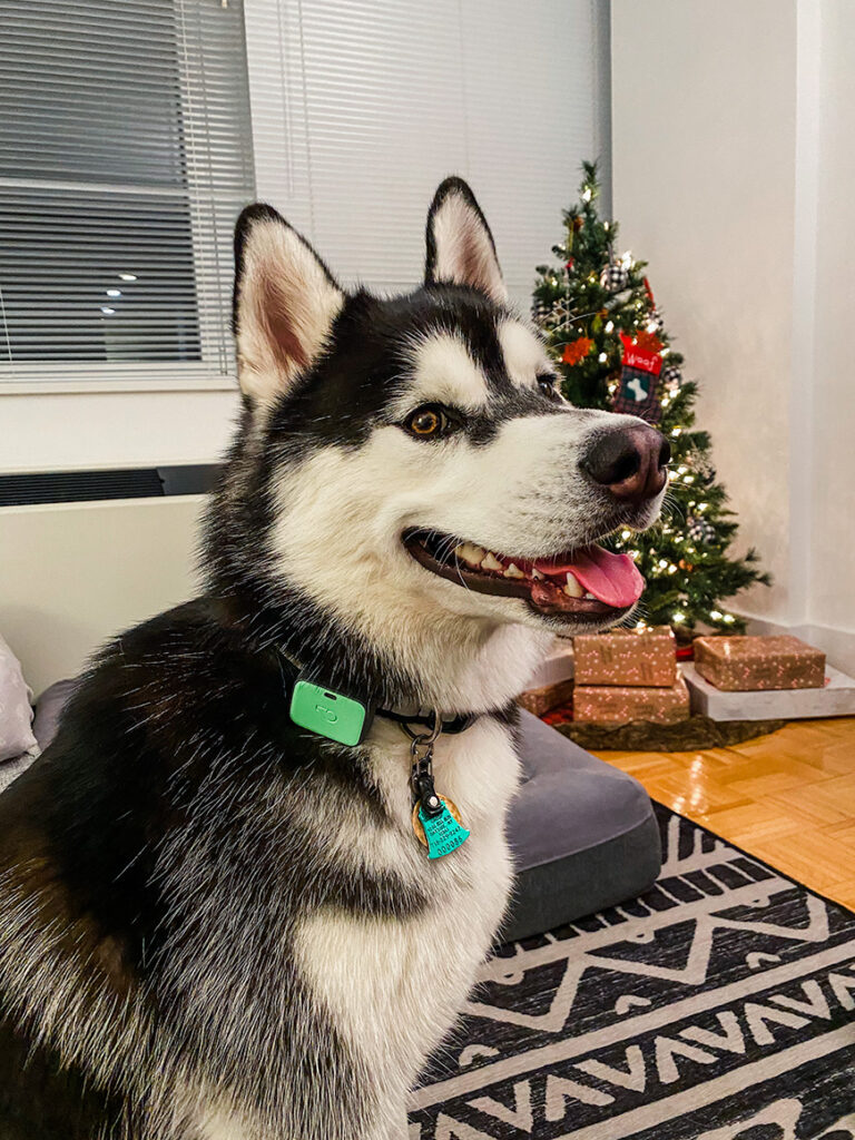 Whistle Labs Go Explore Pet Health Tracker Christmas Gift
