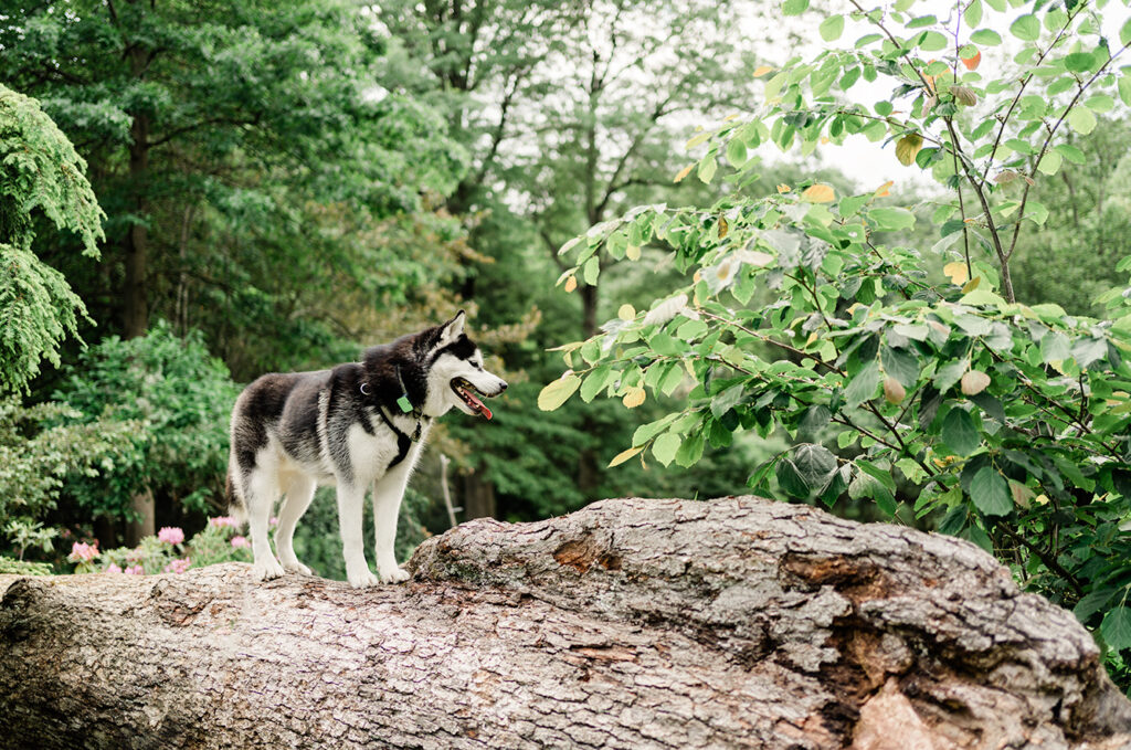 Dog-friendly arboretum