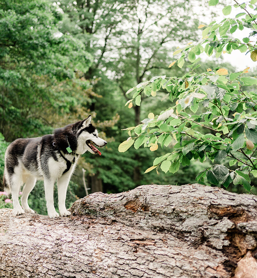 Pet-friendly arboretum