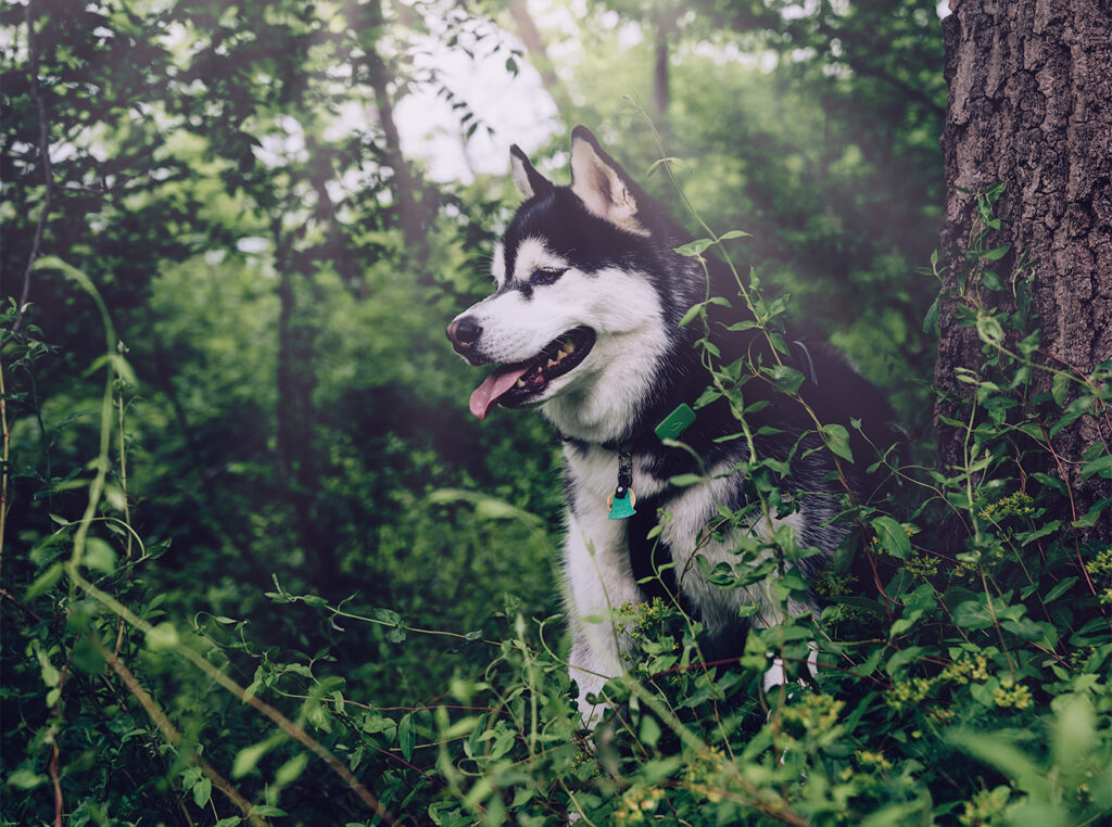 Siberian Husky