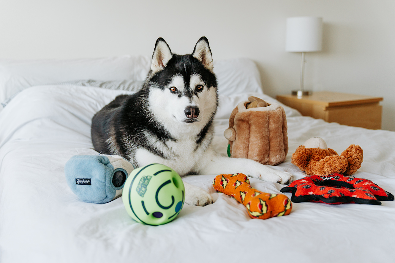What are some good toys for my husky that will work out her brain. : r/husky