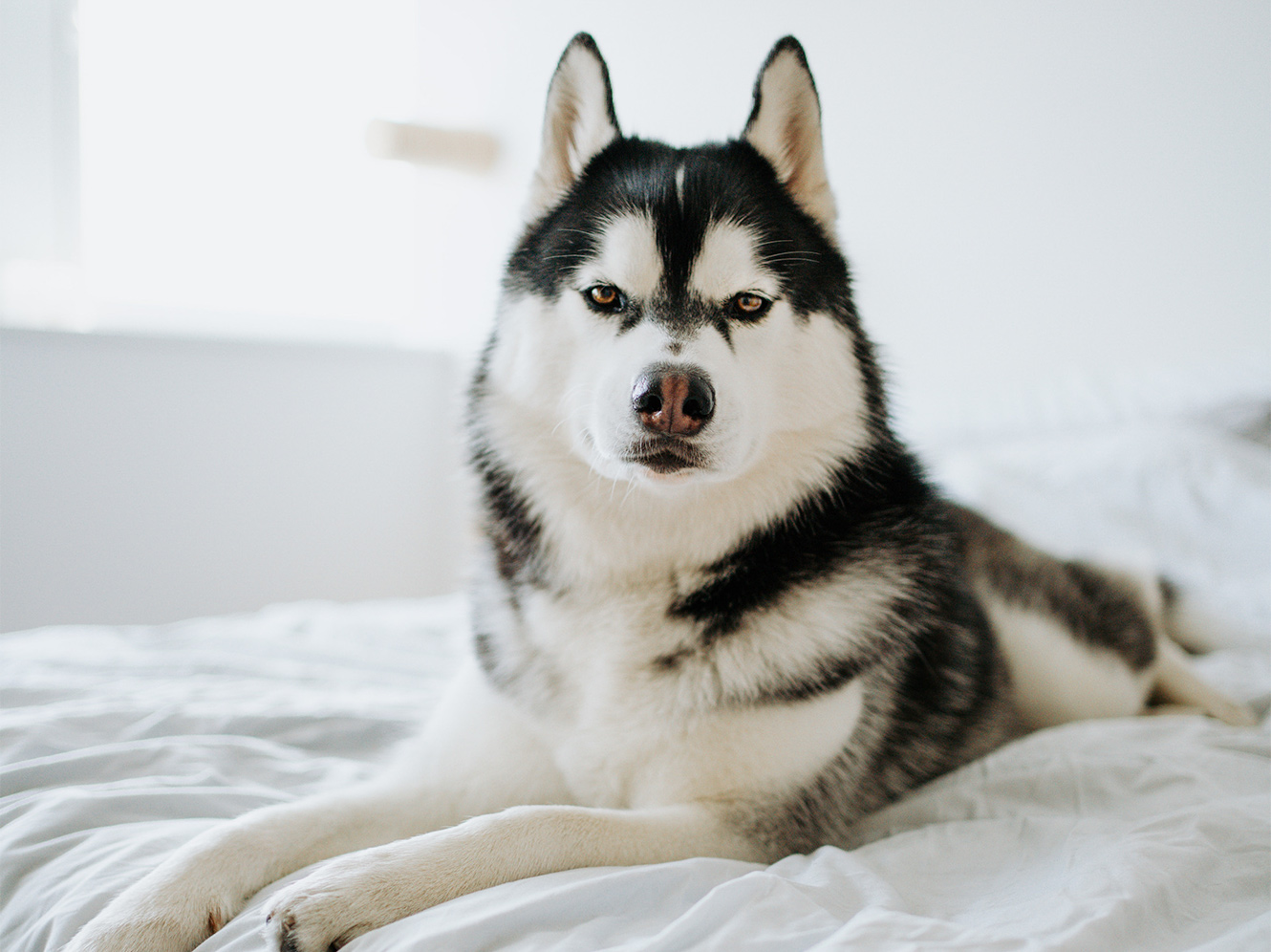 are huskies prone to have anxiety