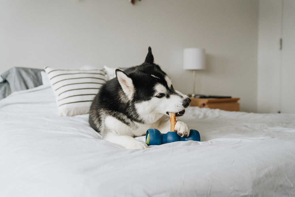 Bully Stick Holder