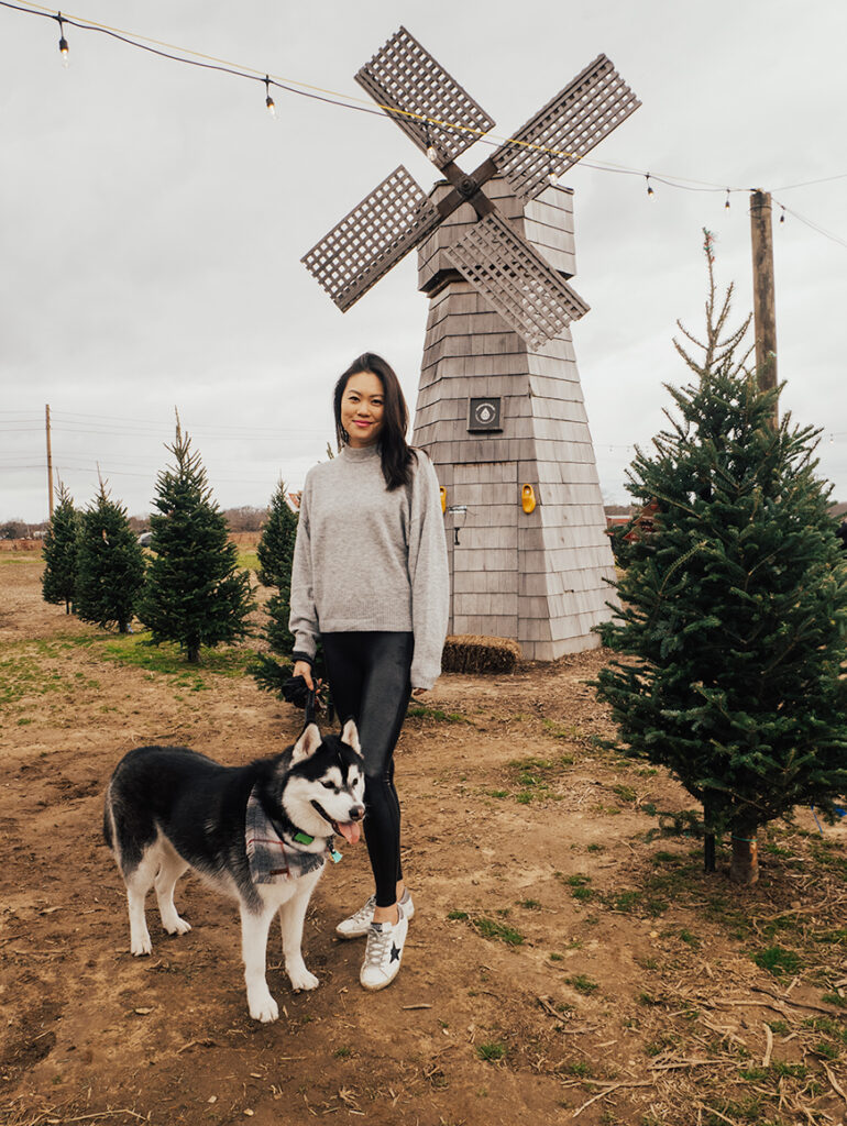 dog-friendly christmas tree farm
