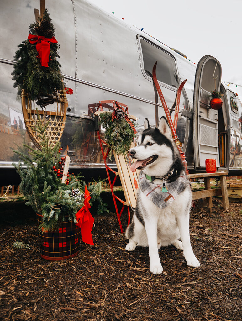 dog-friendly christmas tree farm