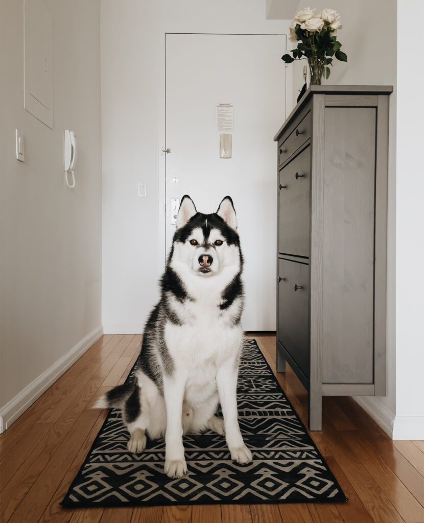 pet-friendly rug