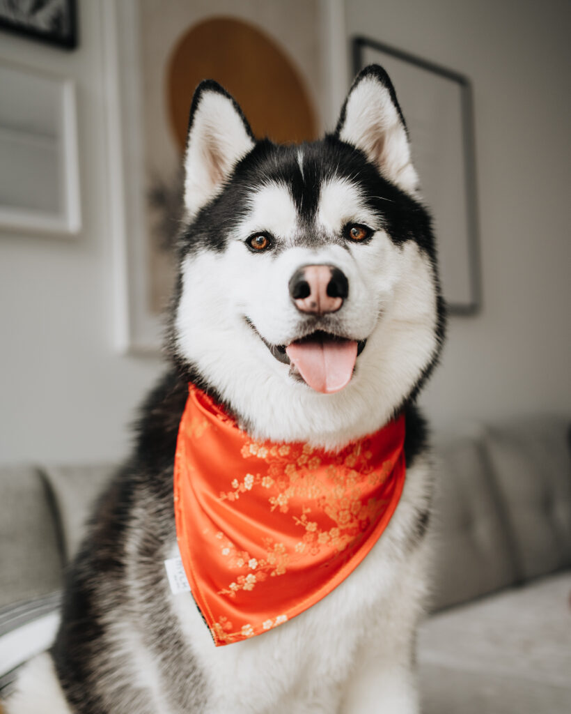 Lunar New Year Dog Bandana