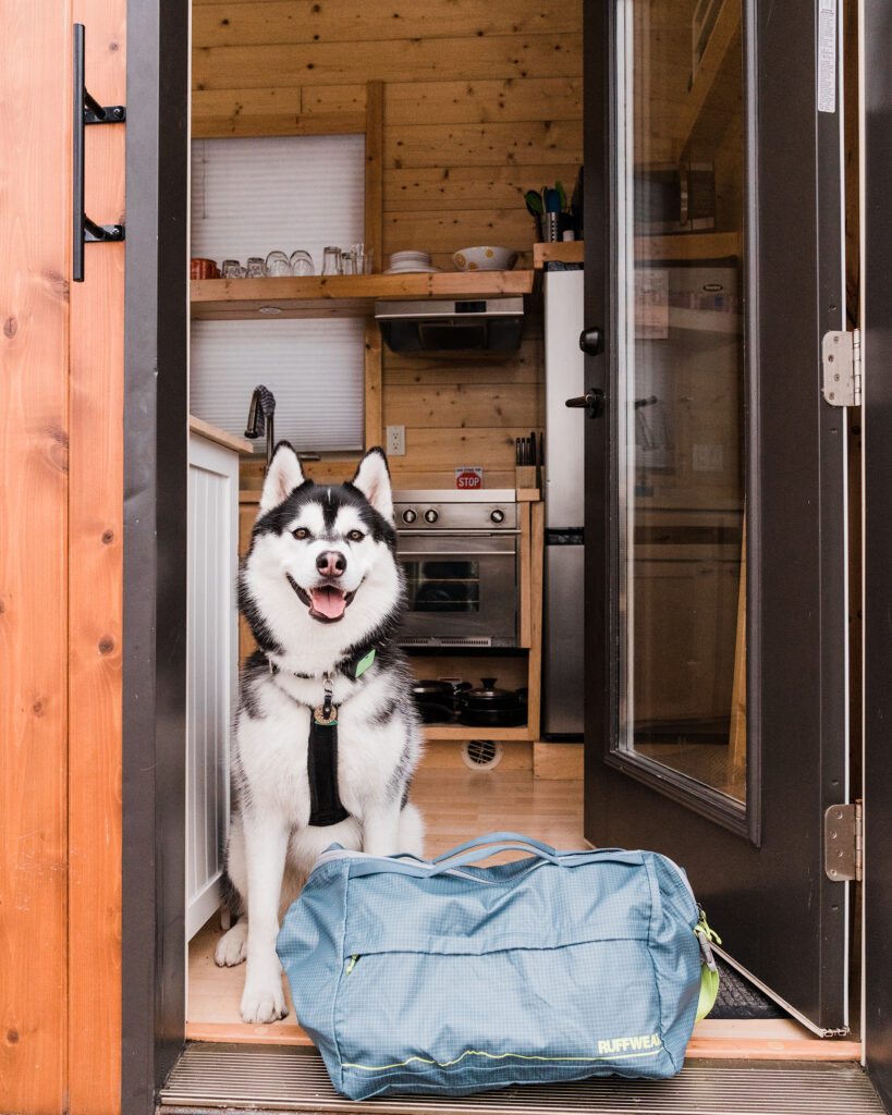 Siberian Husky at Dog-friendly A Tiny House Resort