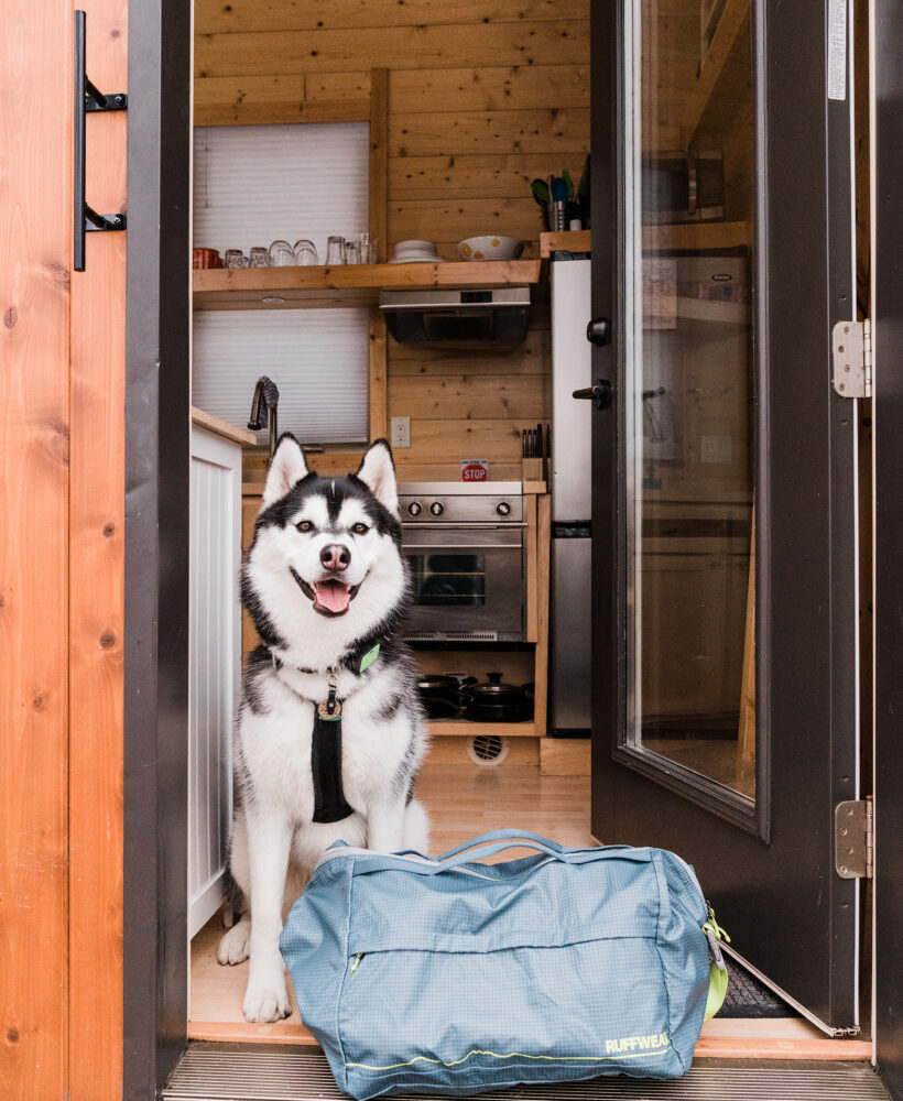 Siberian Husky at Dog-friendly A Tiny House Resort