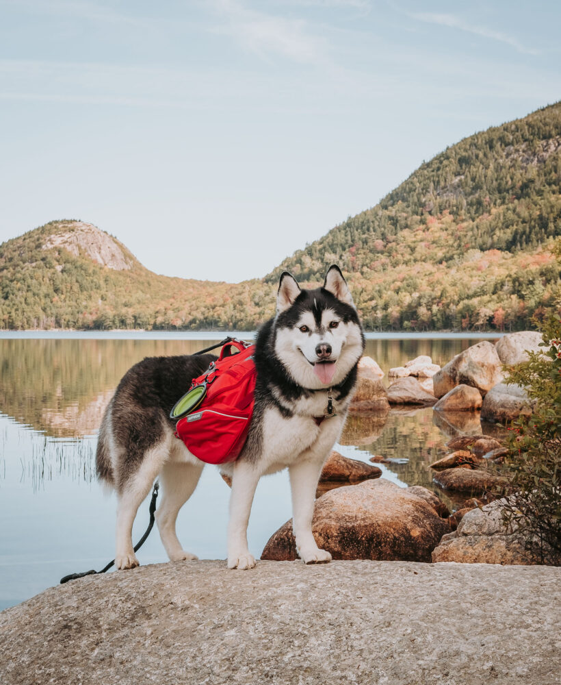 Dog Hiking Gear | Siberian Husky Hiking | Acadia National Park