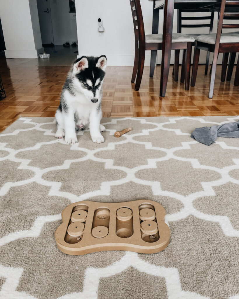 Siberian Husky playing with puzzle games for mental stimulation