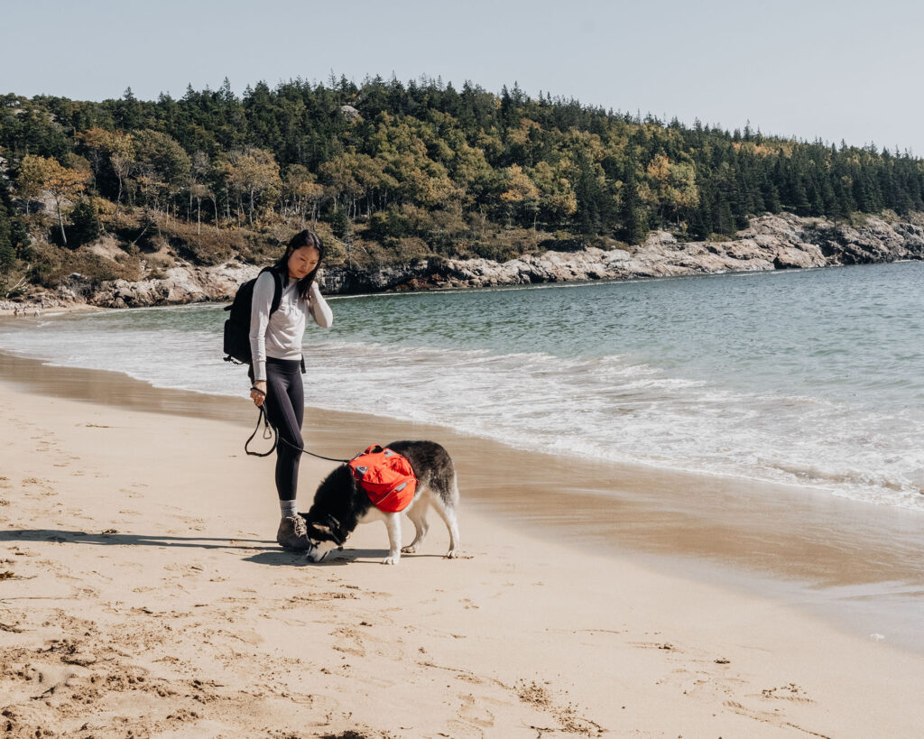 Sand beach at Dog-friendly hikes in Acadia National Park.