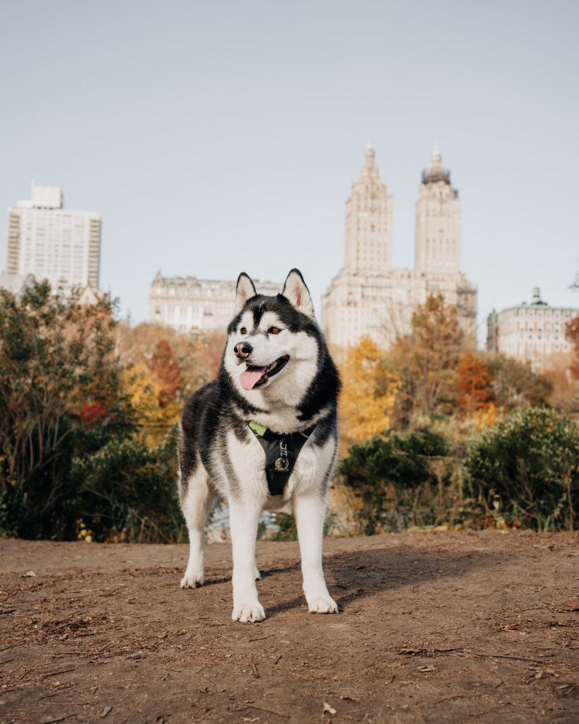 Dog Friendly Central Park