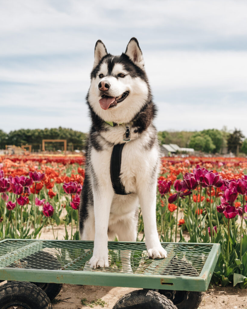 Siberian Husky stands on a wagon at a tulip field