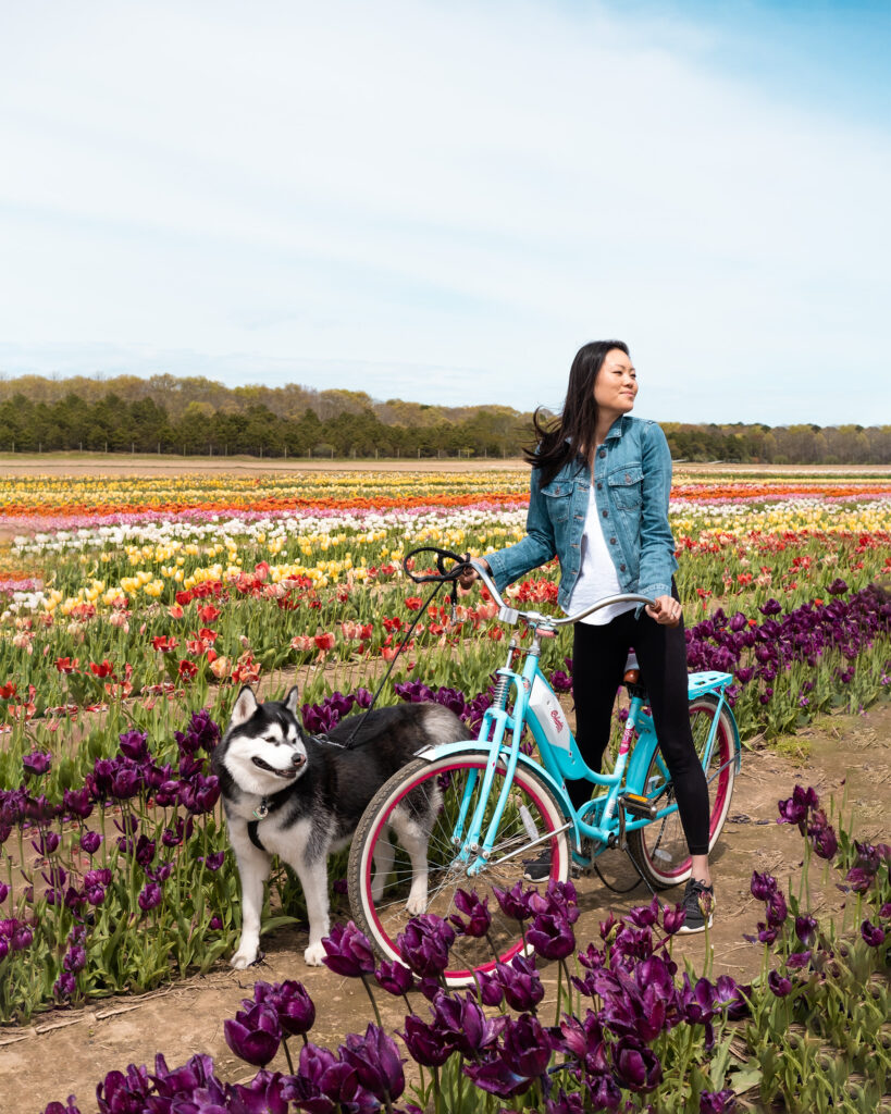 SIBE LIFE | Elaine and Gatsby at a tulip festival in Waterdrinker Farm Long Island NY.