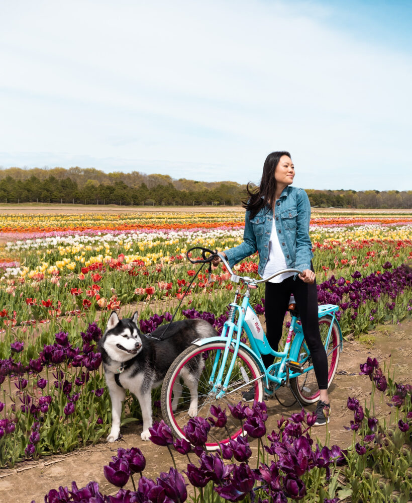 SIBE LIFE | Elaine and Gatsby at a tulip festival in Waterdrinker Farm Long Island NY.