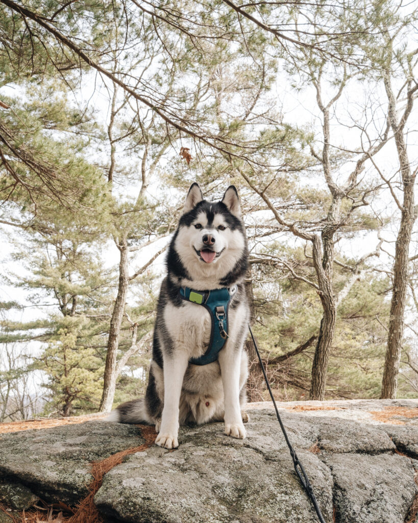 SIBE LIFE | Gatsby Siberian Husky wears adventure harness by Embark Pets