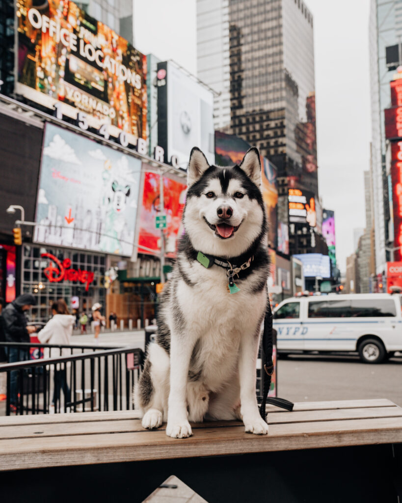 Siberian Husky with Times Square New York City back drop.