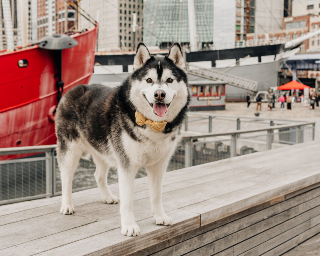 SIBE LIFE | Gatsby the Siberian Husky at Brooklyn Bridge wearing bow tie dog collar from the Foggy Dog