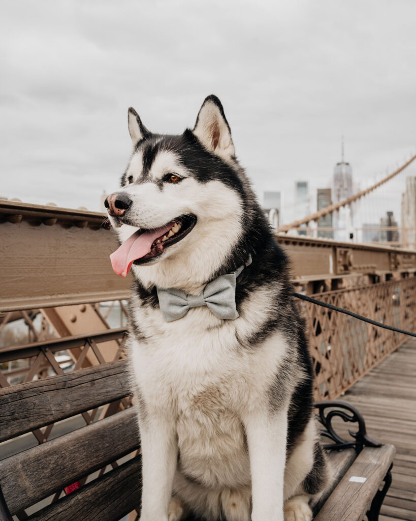 SIBE LIFE | Gatsby the Siberian Husky sitting on a bench at Brooklyn Bridge wearing bow tie dog collar from the Foggy Dog