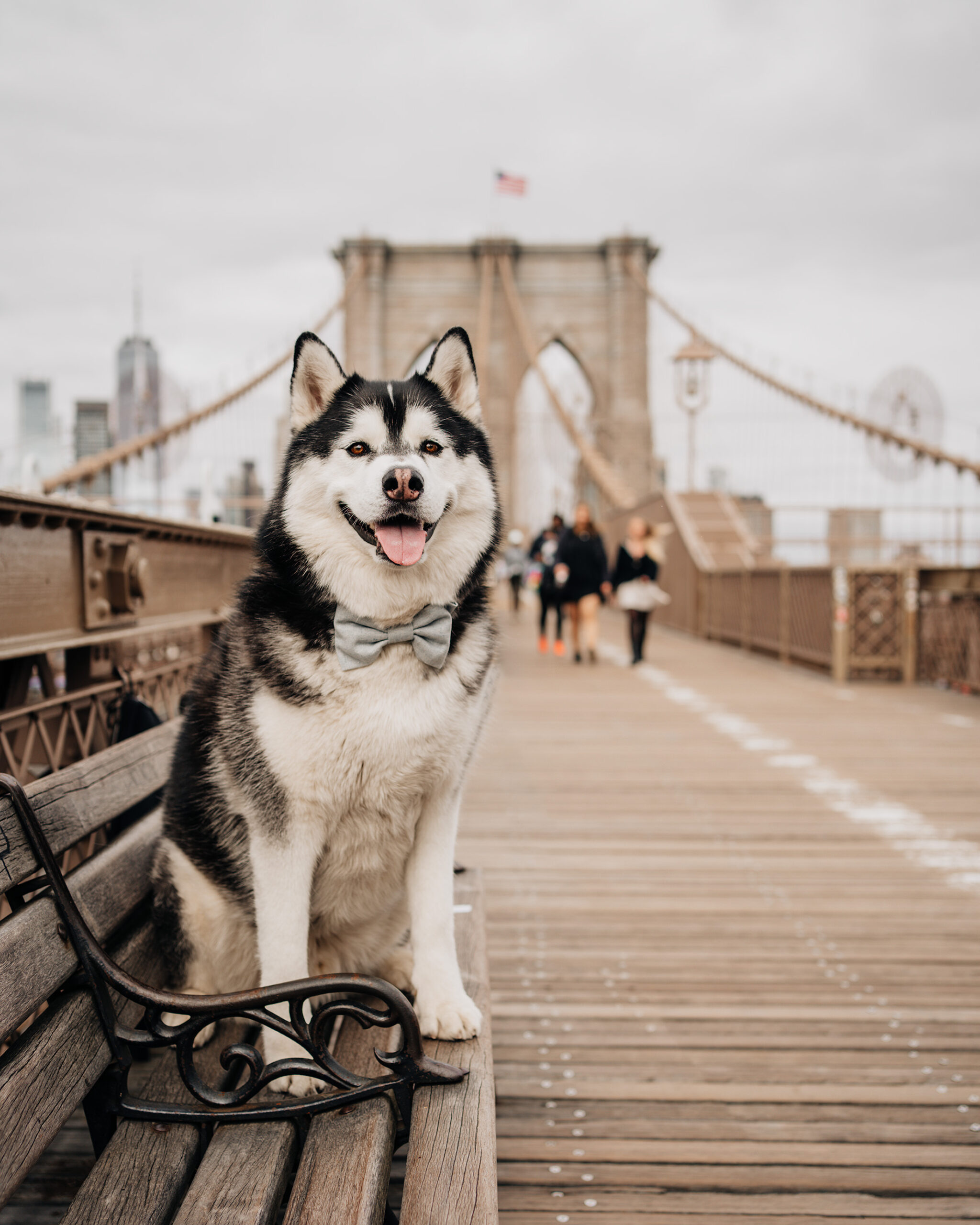SIBE LIFE | Gatsby the Siberian Husky at Brooklyn Bridge wearing bow tie dog collar