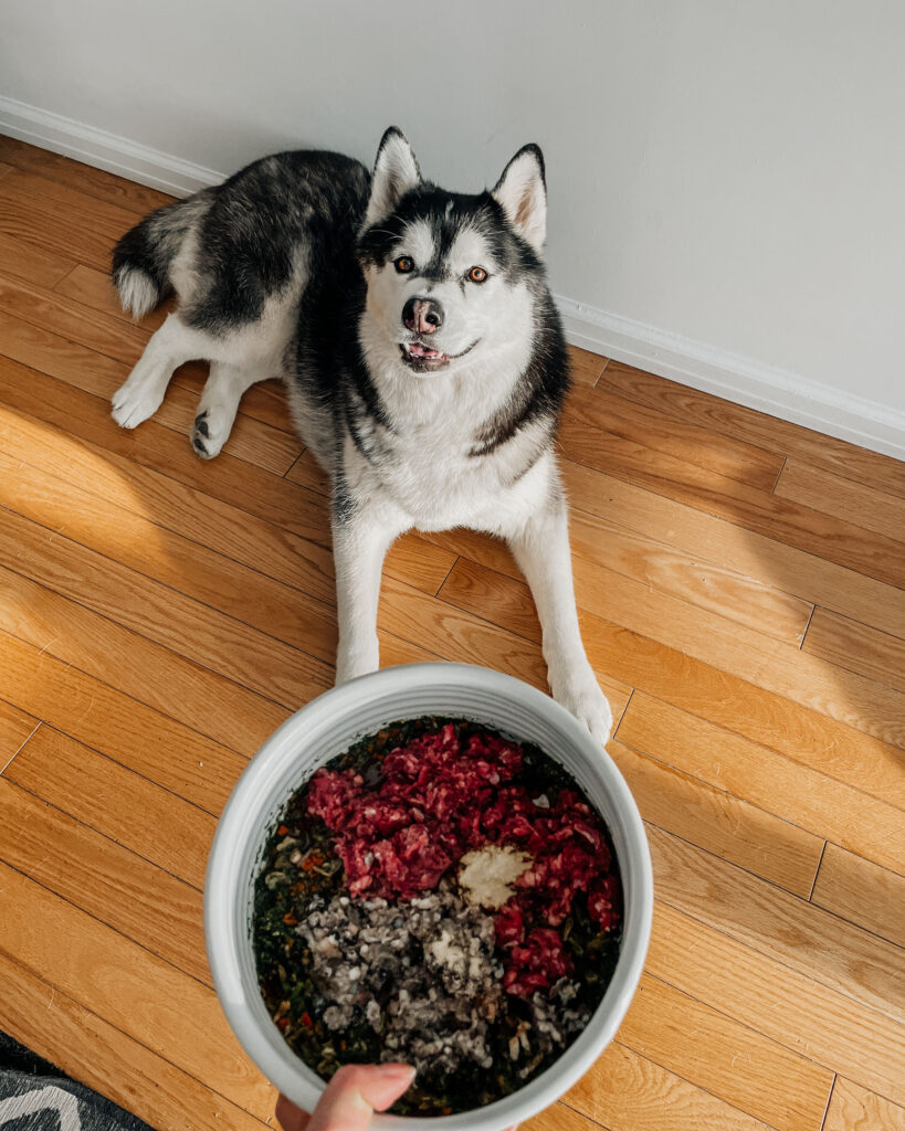 Siberian Husky patiently waits for his food.