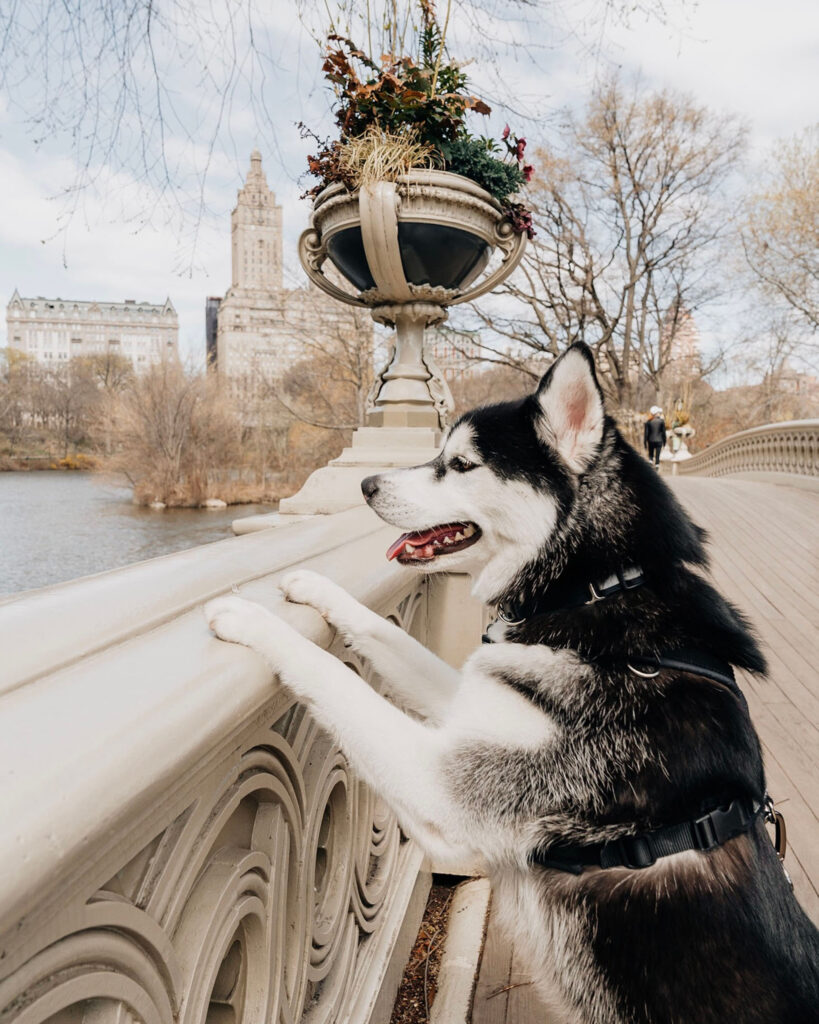 SIBE LIFE | Gatsby the Siberian Husky over looking Bow Bridge at Central Park
