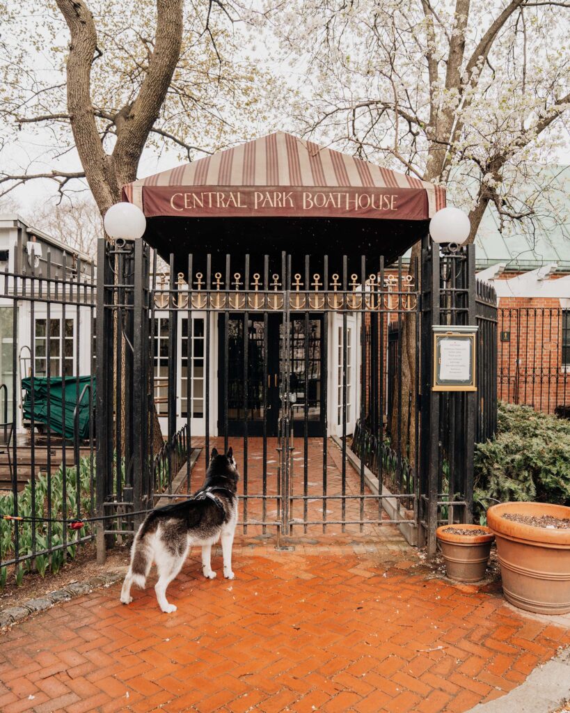 SIBE LIFE | Gatsby the Siberian Husky waits outside in front of Loeb Boathouse in dog-friendly Central Park