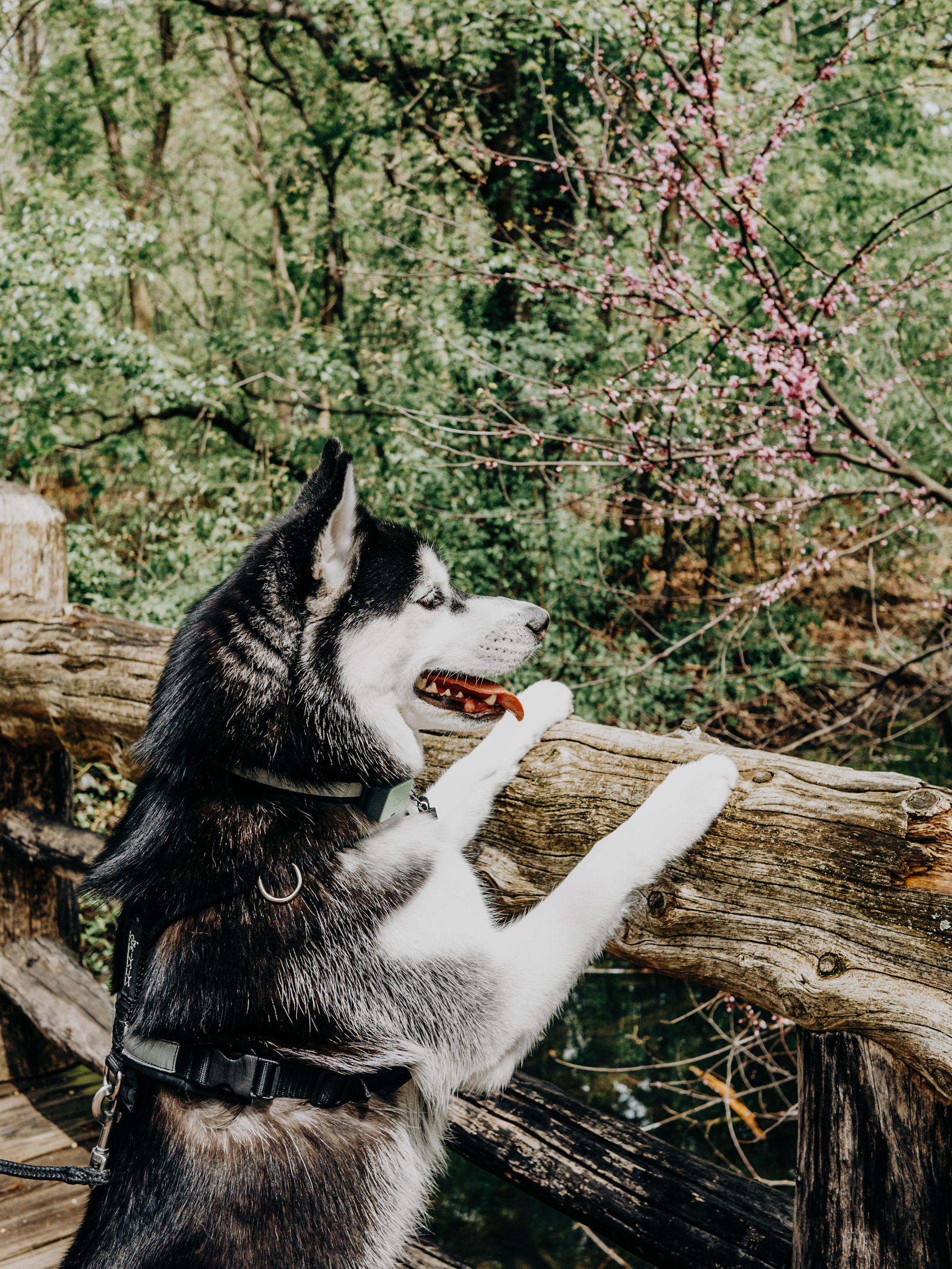 SIBE LIFE | Gatsby the Siberian Husky overlooking a bridge in the North Woods at Central Park