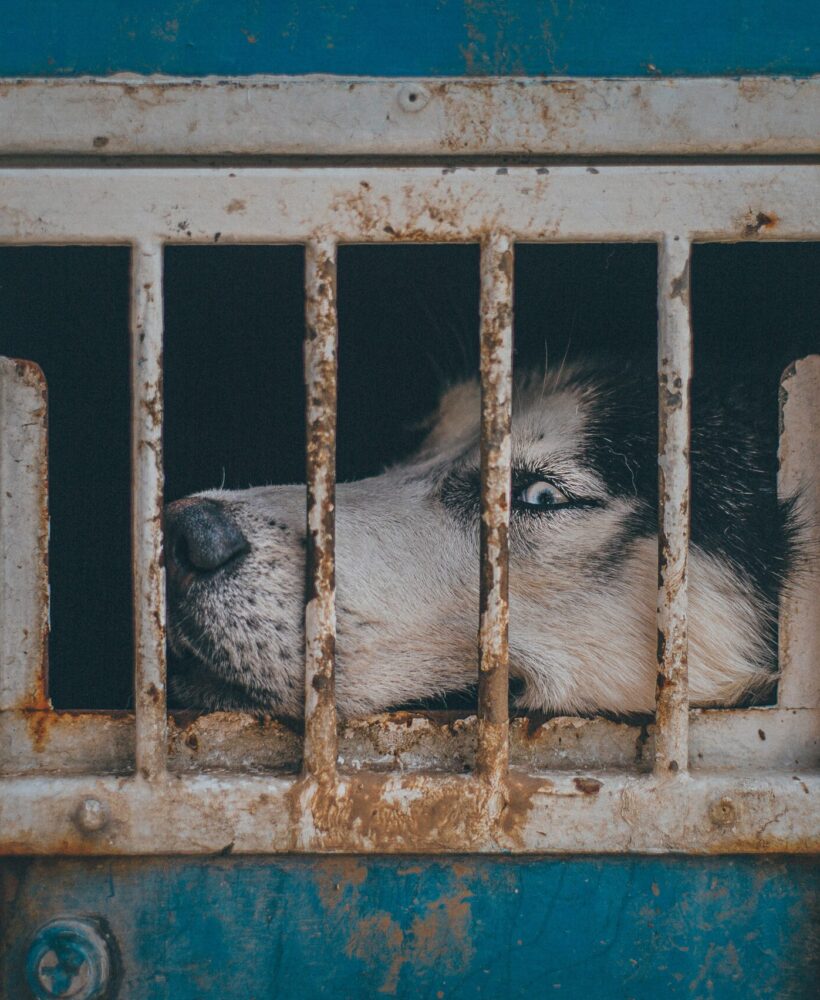 siberian husky abandonment