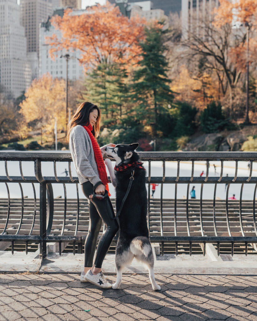 SIBE LIFE | Elaine and Gatsby looking over Wollman Rink at dog-friendly Central Park