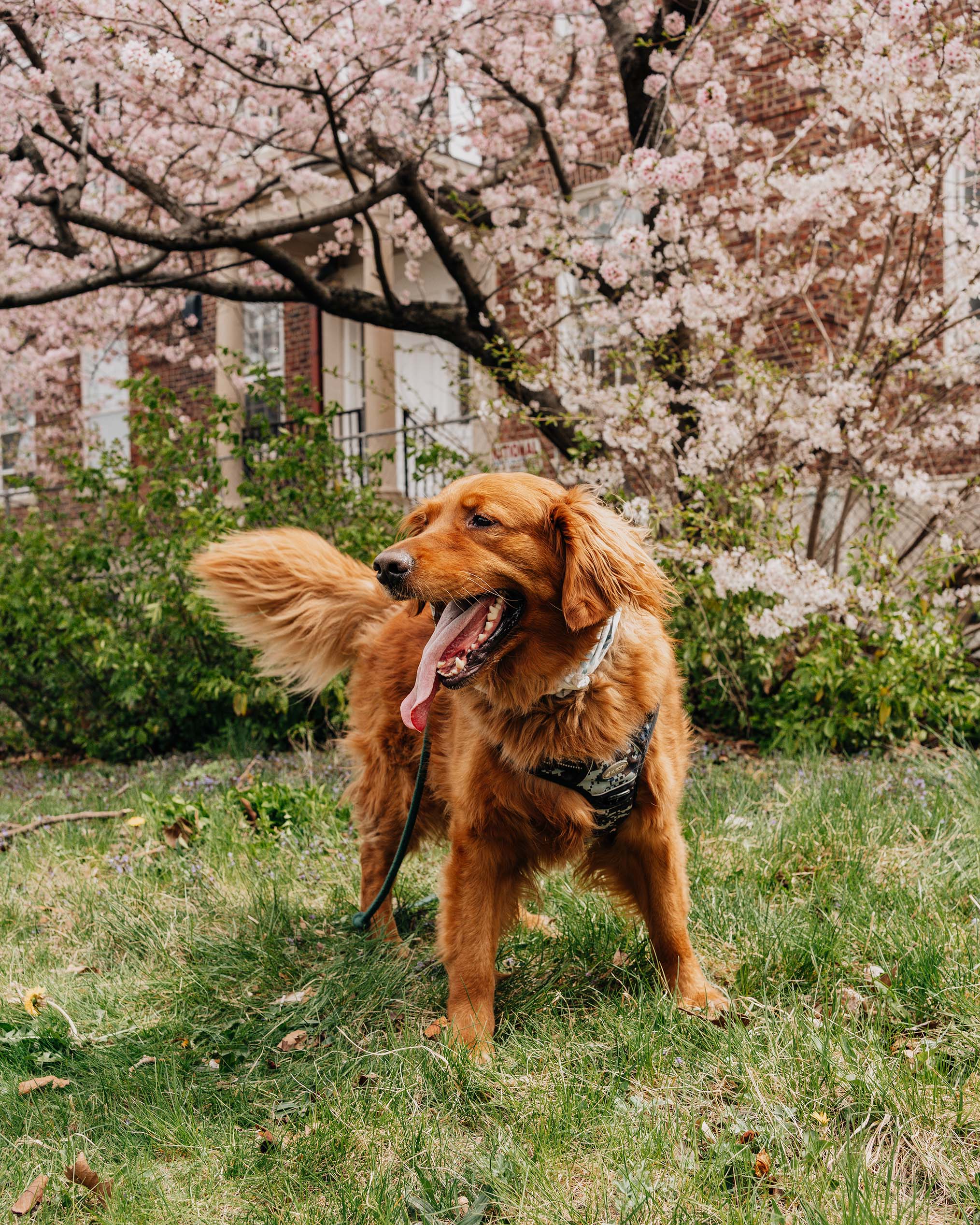 SIBE LIFE | Dog-friendly days at Governor's Island