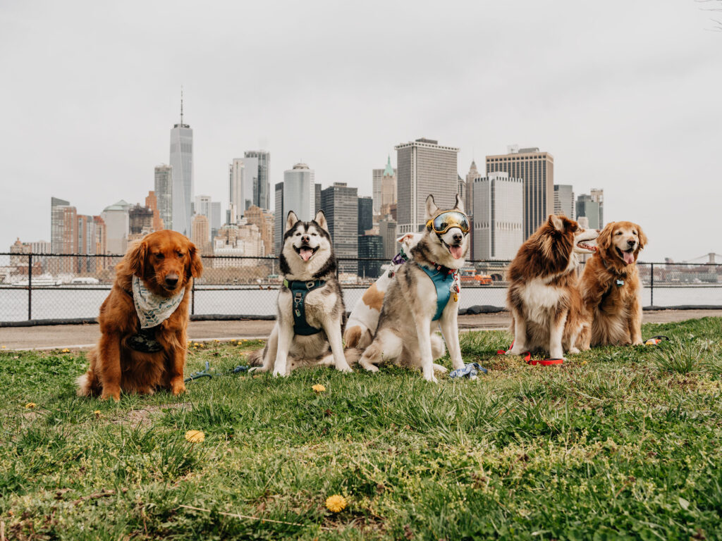 Winter dog days at Governor's Island in New York City
