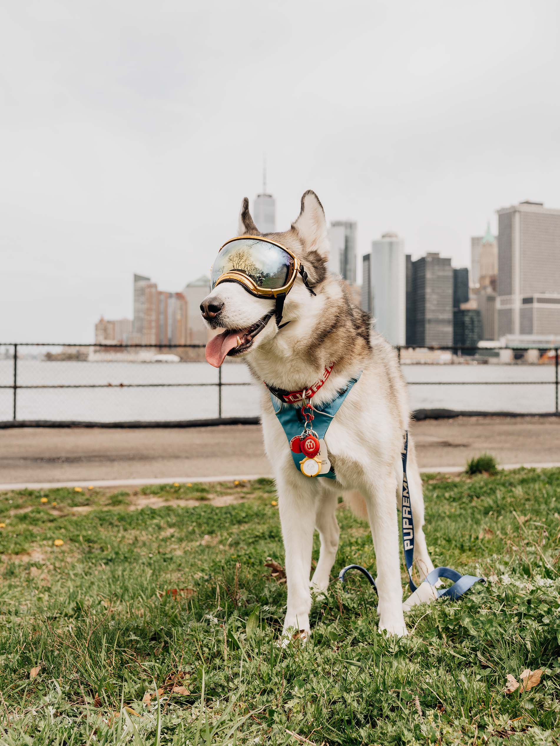 SIBE LIFE | Siberian Husky at Dog-friendly days at Governor's Island, NYC