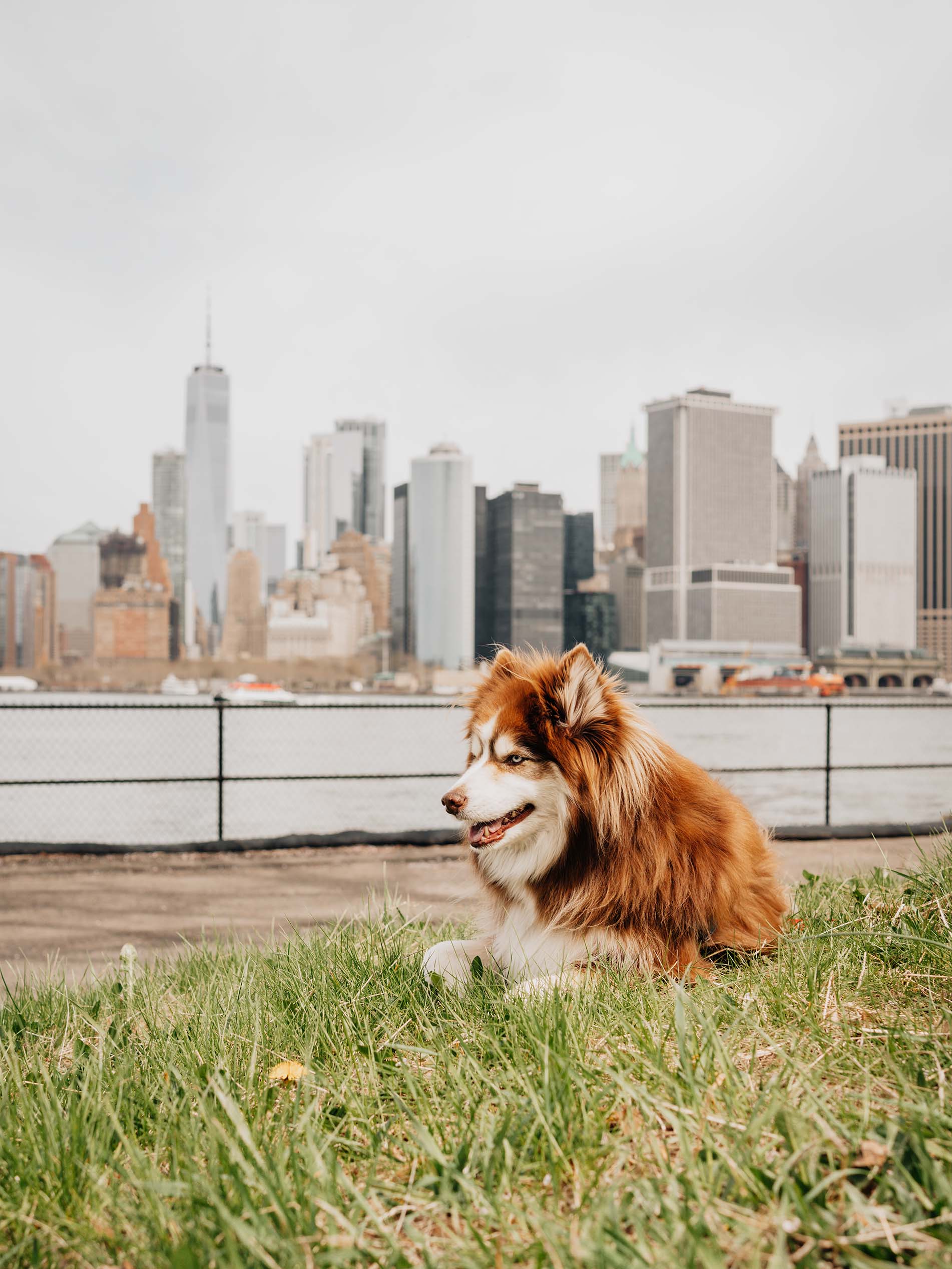 SIBE LIFE | Pomsky at Dog-friendly days at Governor's Island, NYC