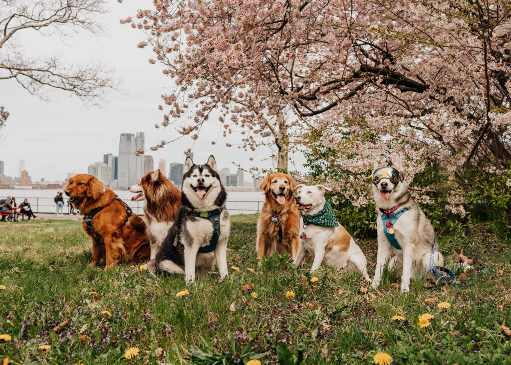 SIBE LIFE | Dog-friendly days at Governor's Island