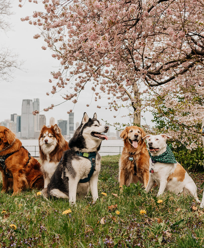 SIBE LIFE | Dog-friendly days at Governor's Island