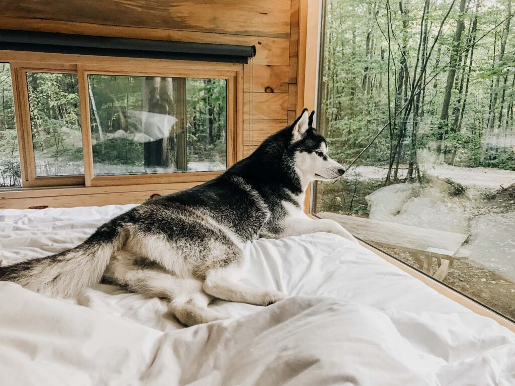 SIBE LIFE | Dog-Friendly Getaway House