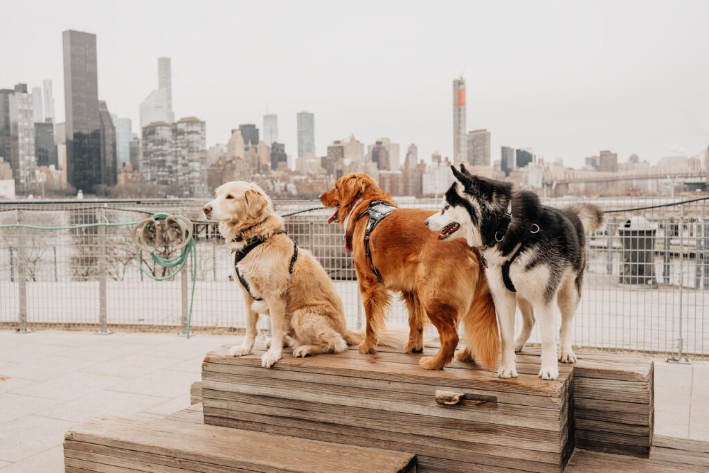 Dog Friendly New York City Dog Run Long Island City | Hunter's Point South Dog Run