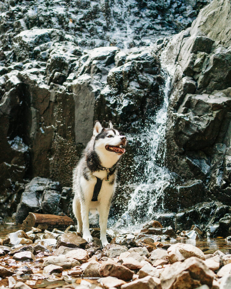 Best Dog-Friendly Hikes Near NYC