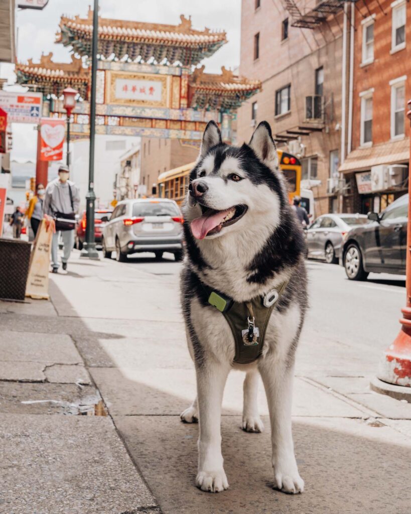 Siberian Husky Gatsby at Chinatown in dog-friendly Philadelphia.