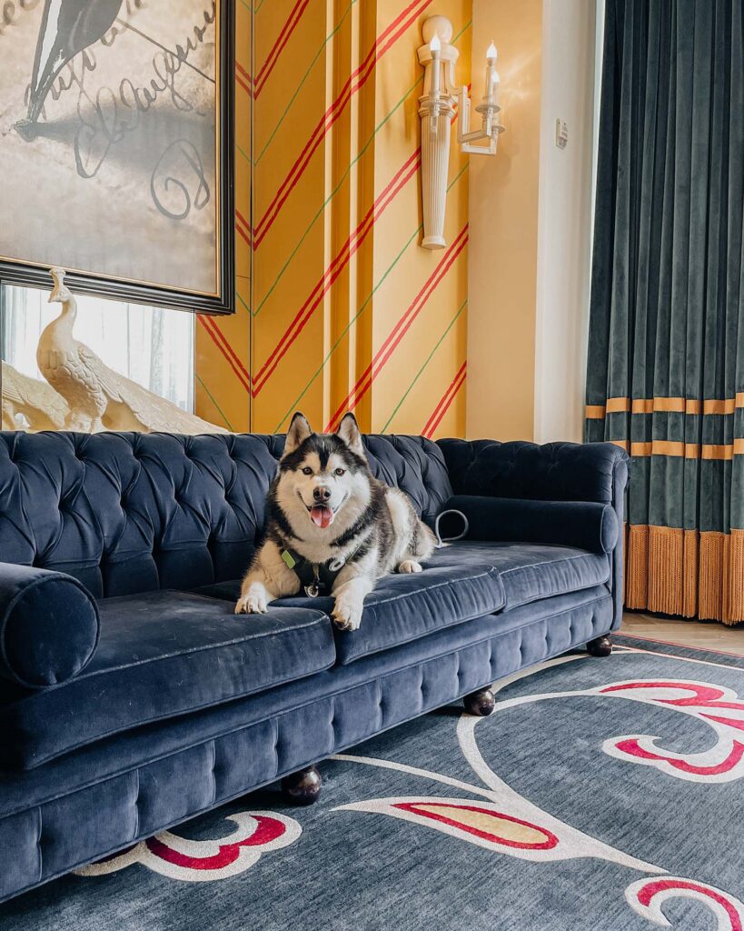 SIBE LIFE | Gatsby the Siberian Husky lounging at Kimpton Monaco Hotel in dog-friendly Philadelphia; waiting for wine hour.