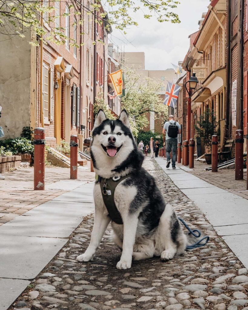 Siberian Husky Gatsby visits Elfreth's Alley in dog-friendly Philadelphia.